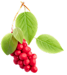 Symbol Schizandra